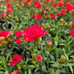 Dianthus SuperTrouper Scarlet