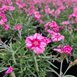 Dianthus Superstar