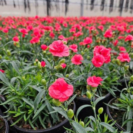 Dianthus Rosebud