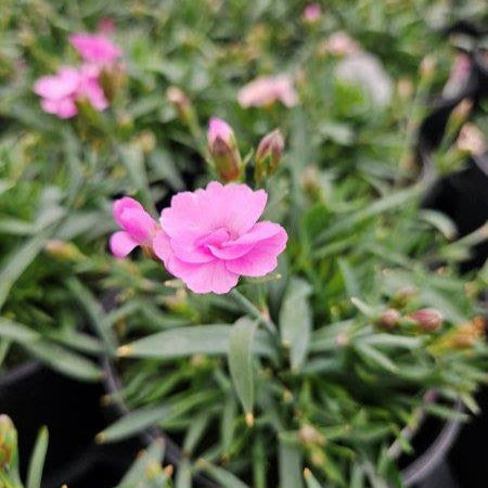 Dianthus Pink Kisses