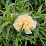 Dianthus Flow Apella Beach