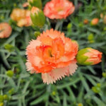 Dianthus SuperTrouper Orange