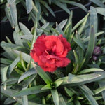 Dianthus Dynamite