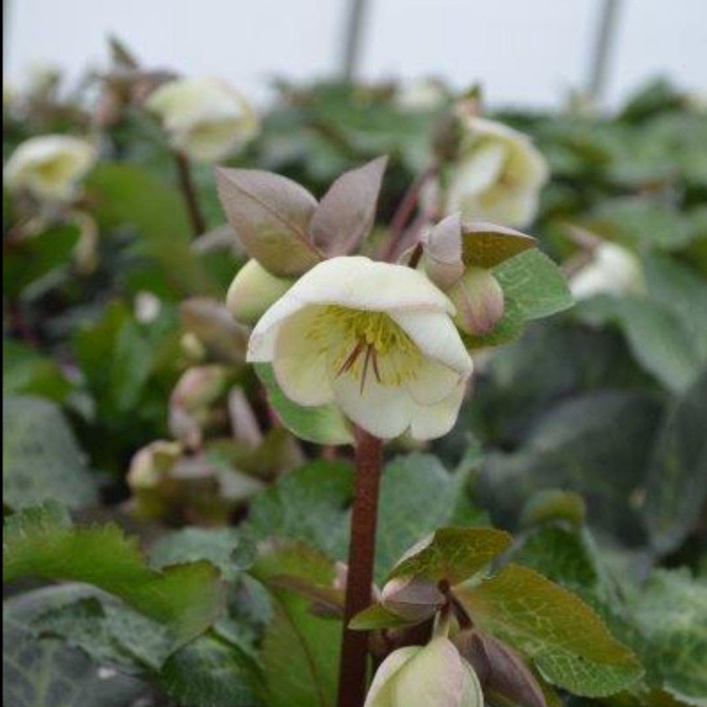 Hellebore Moondance