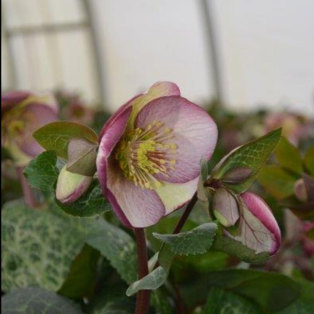 Hellebore Glenda's Gloss