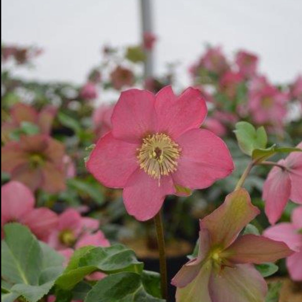 Hellebore Rosemary