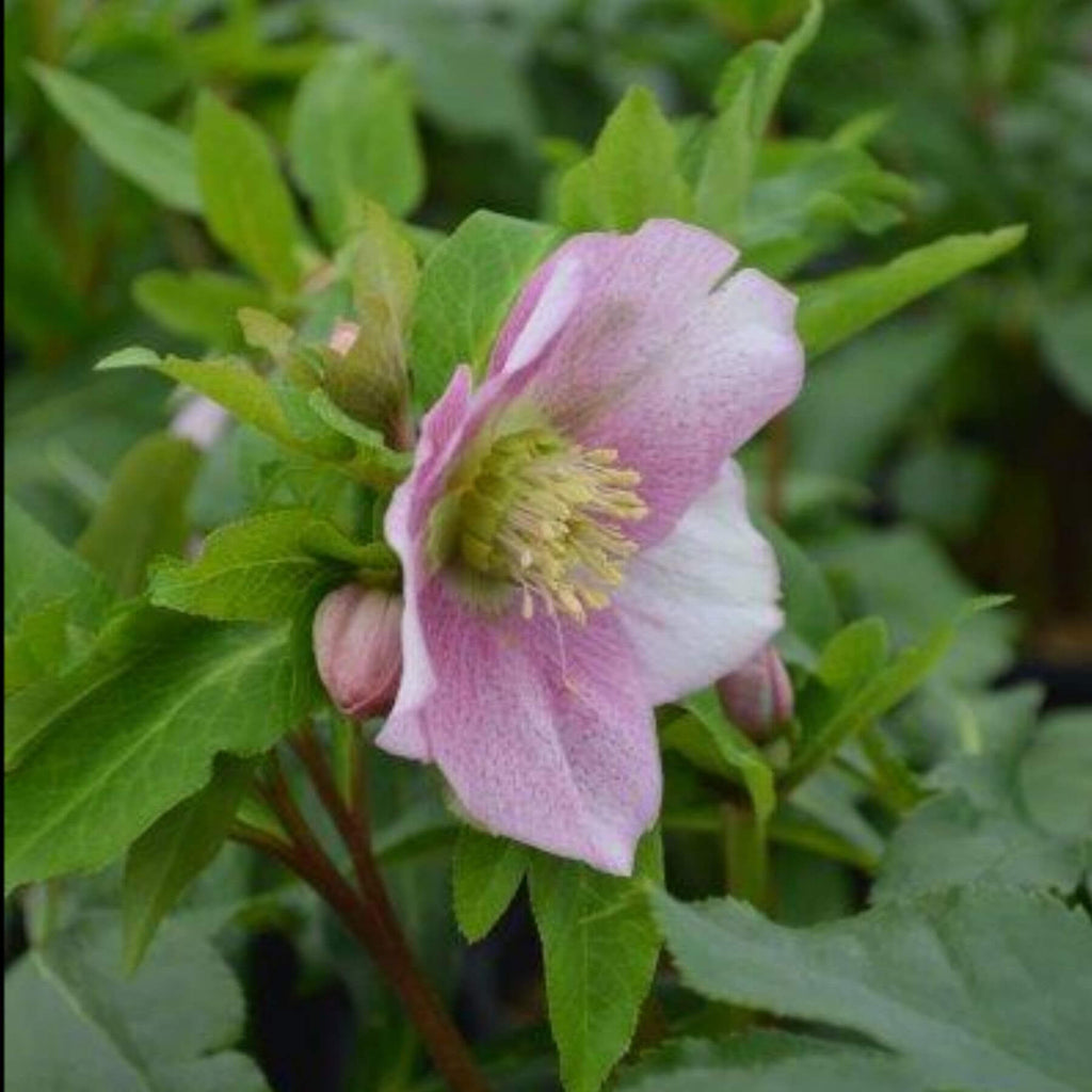 Hellebore Viv Rosa