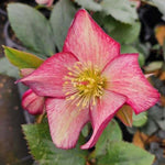 Hellebore Ice N' Roses Dark Picotee