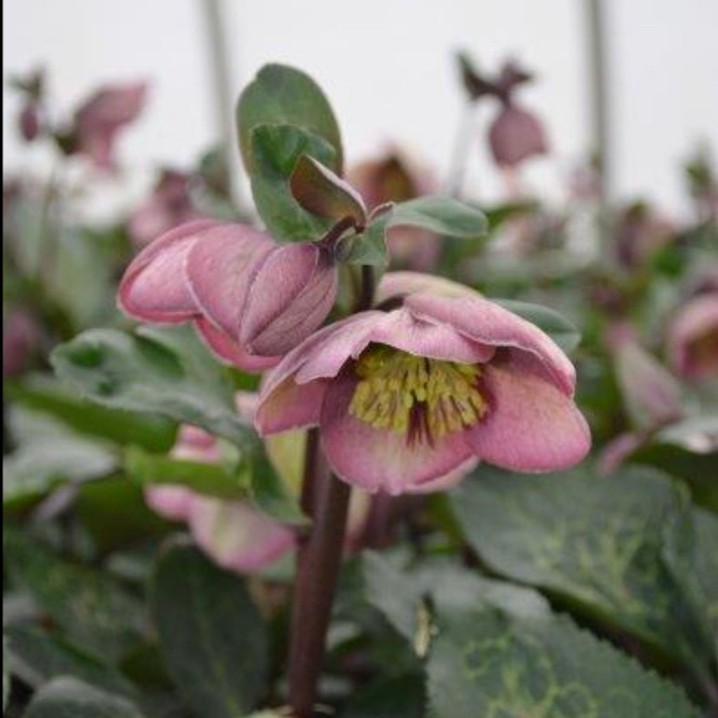 Hellebore Bayli's Blush