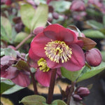 Hellebore Vibey Velvet