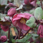 Hellebore Dana's Dulcet