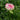 Ranunculus Sprinkles Series