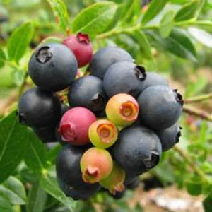 Vaccinium Blueberry Glaze