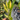Variegated ZZ