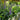 Veronica MAGIC SHOW® 'Ever After' (Speedwell)