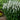 Veronica MAGIC SHOW® 'White Wands' (Speedwell)