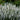 Veronica MAGIC SHOW® 'White Wands' (Speedwell)