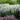 Veronica MAGIC SHOW® 'White Wands' (Speedwell)