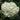 Viburnum 'Roseum' (European Snowball Viburnum)