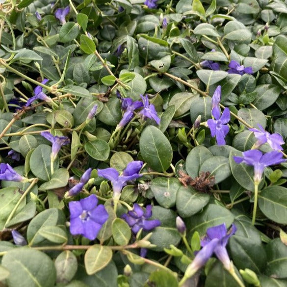 Vinca 'Bowles'