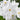 Narcissus Paperwhite 'Ziva' Bulbs