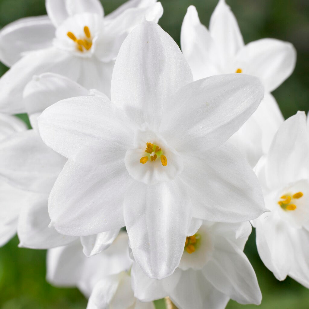 Paperwhites Bulbs