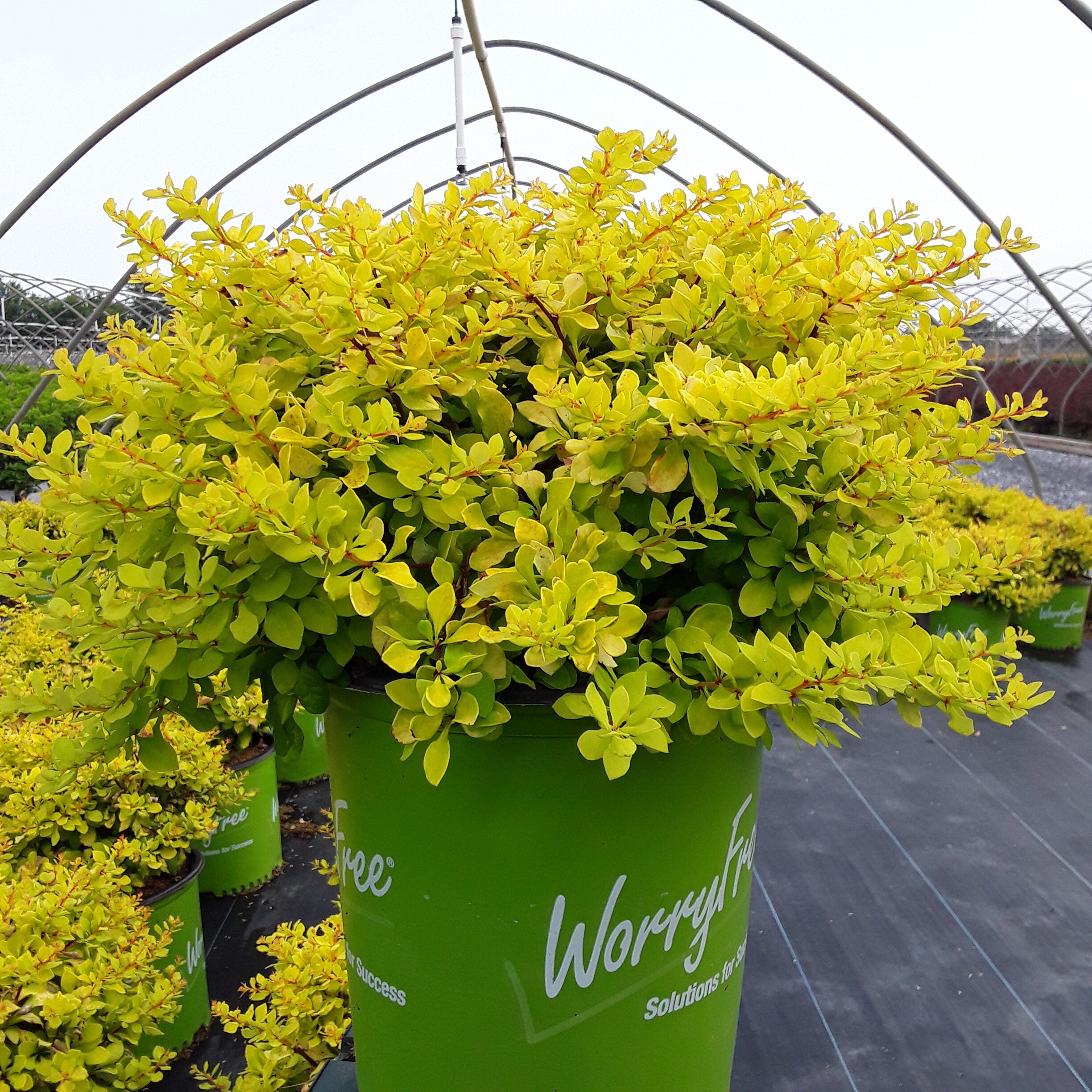 Berberis WorryFree® Lemon Glow®