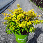 Berberis WorryFree® Lemon Glow®