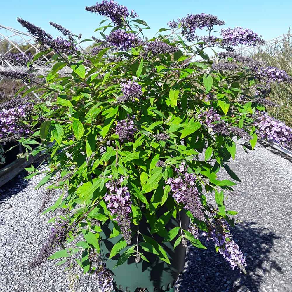 Buddleia ‘Lavender Cascade’