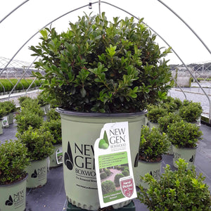 Boxwood Buxus NewGen Independence