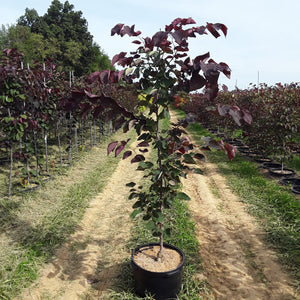 Redbud 'Black Pearl' Tree