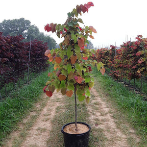 Redbud 'Hearts A'Fire' Tree