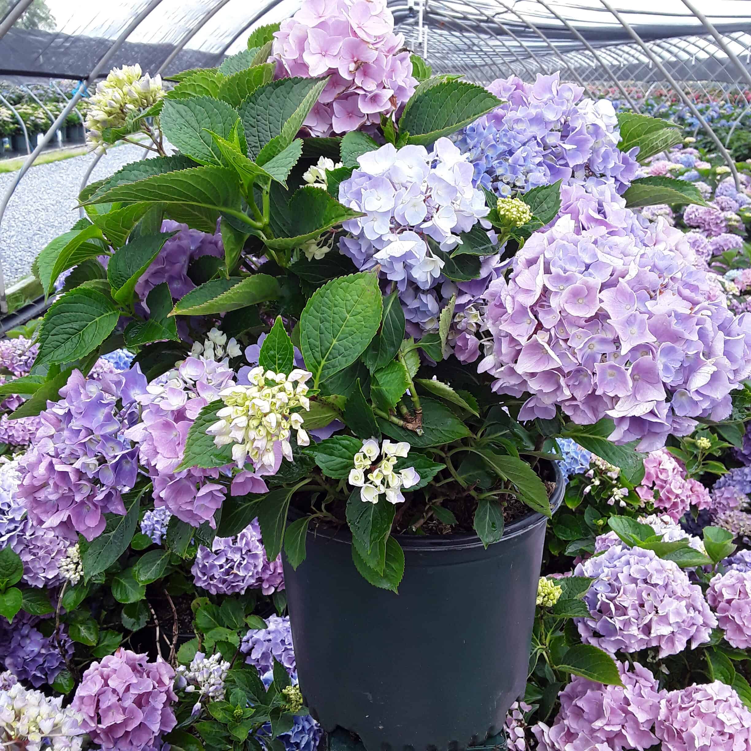 Hydrangea m.Early Sensation
