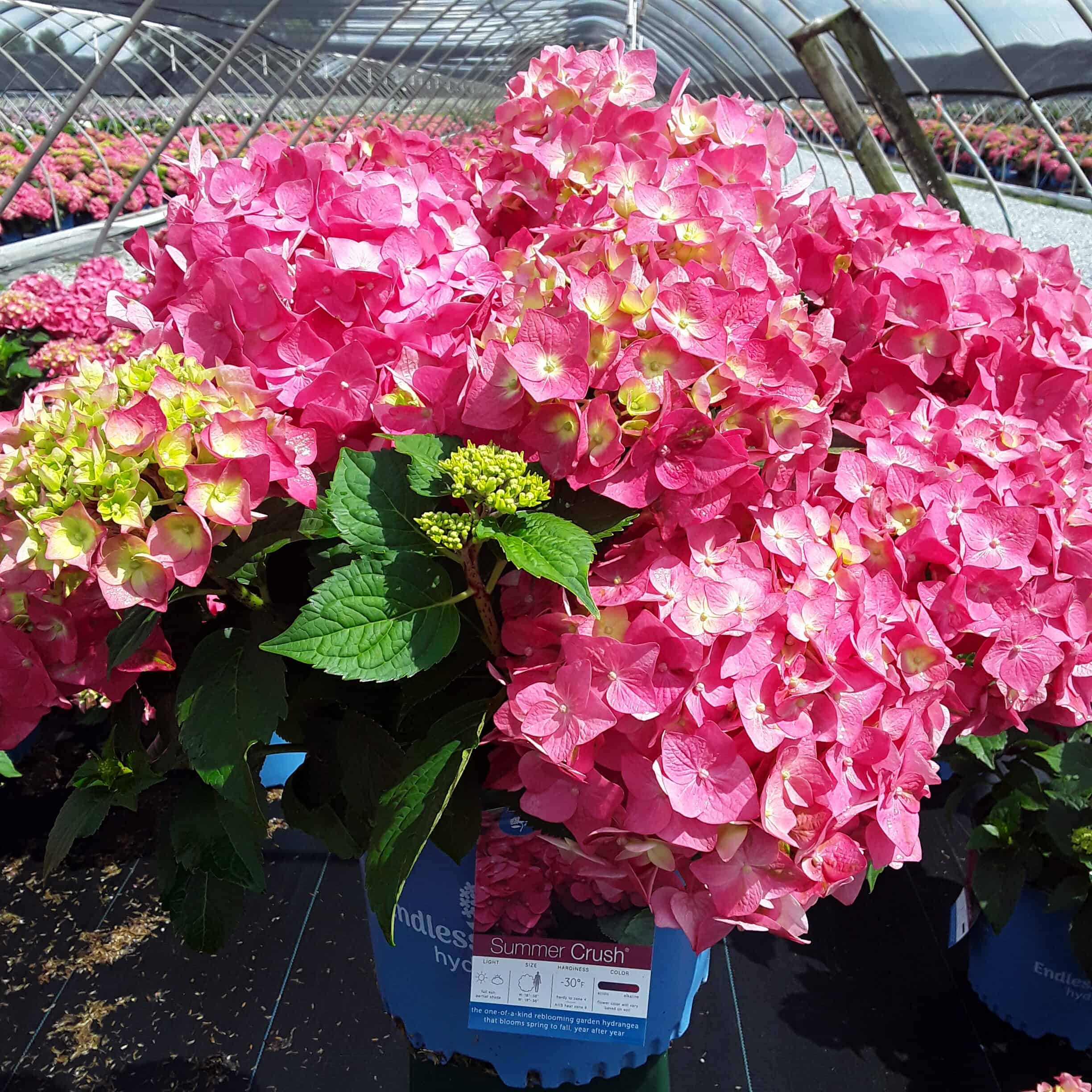 Hydrangea Endless Summer Summer Crush