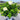 Hydrangea paniculata 'Little Lime Punch®'