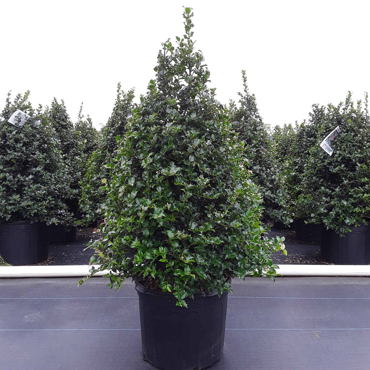 Ilex Red Beauty – Chelsea Garden Center