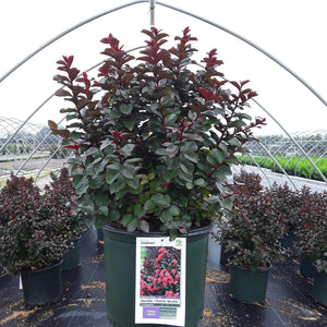 Lagerstroemia Barista 'Cherry Mocha'