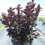 Lagerstroemia 'Double Dynamite®'