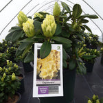 Rhododendron ‘Capistrano’
