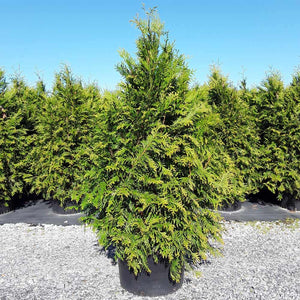 Thuja 'Green Giant'