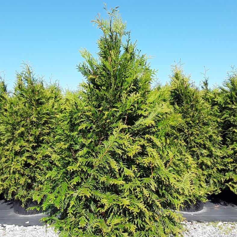 Arborvitae 'Green Giant'