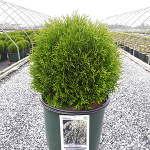 Thuja 'Hetz Midget'