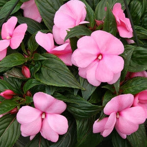 New Guinea Impatiens Soft Pink 4 Pack