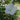 Hibiscus syriacus White Pillar® (Rose of Sharon)