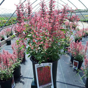 Agastache ‘Kudos Coral'