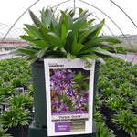 Aster 'Purple Dome'