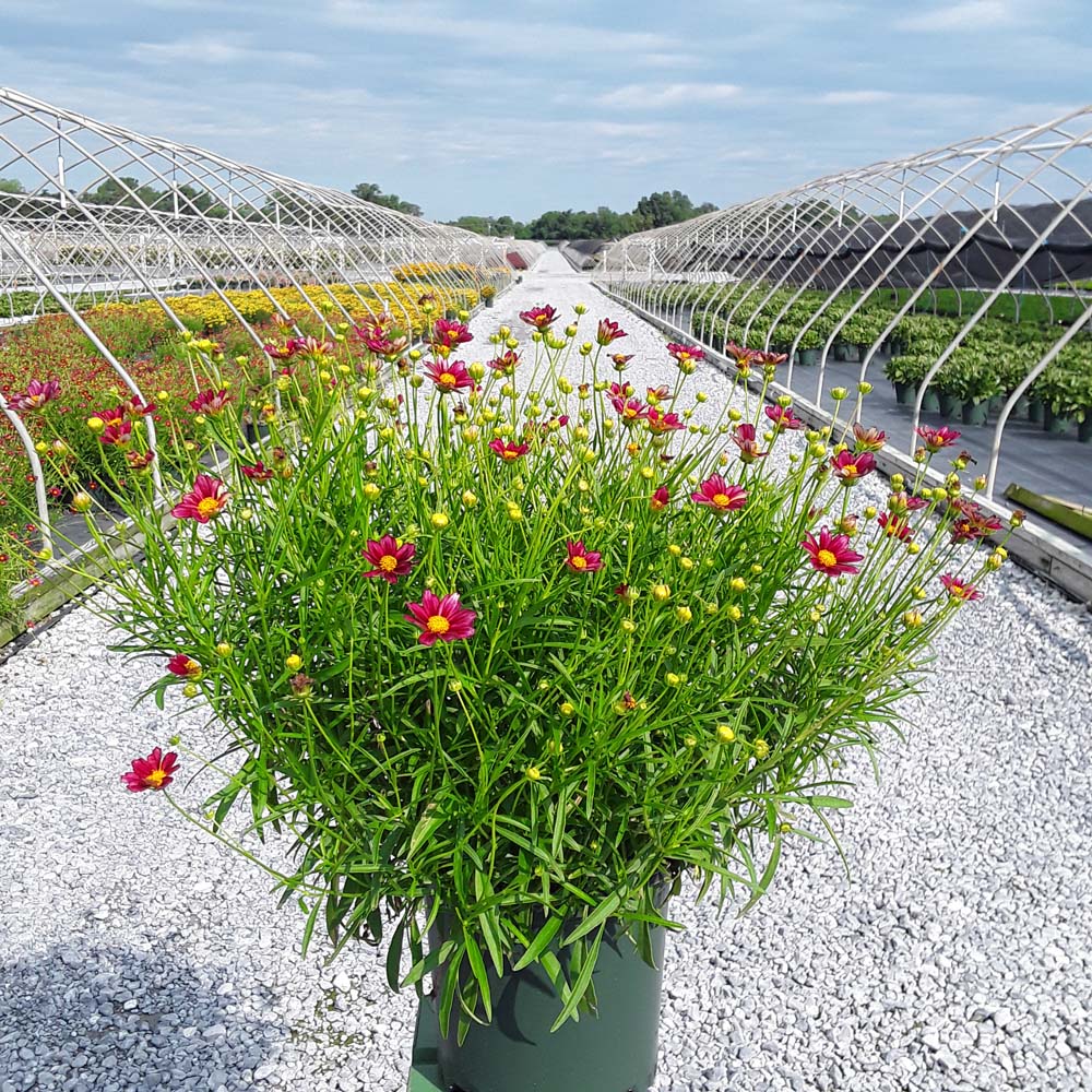 Coreopsis Big Bang 'Mercury Rising'