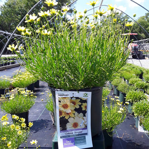 Coreopsis 'Creme Brulee'