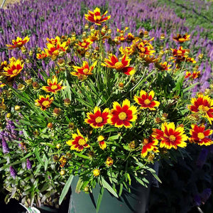 Coreopsis Li'l Bang 'Daybreak'