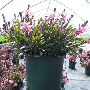 Gaura Confetti 'Pink'